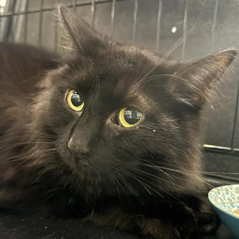 An adult large-sized male Black Domestic Medium Hair cat named Rodney for adoption in Saugerties, NY