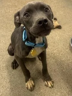A baby medium-sized male Gray / Blue / Silver Pit Bull Terrier dog named Sawyer for adoption in Cleveland, OH