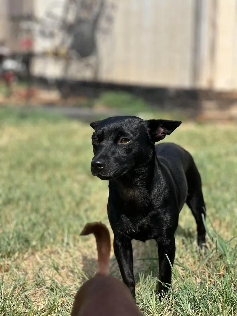 An adult small-sized female Black Rat Terrier dog named Dollz for adoption in Gainesville, VA