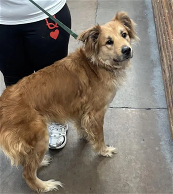 An adult medium-sized female Mixed Breed dog named Sheeba May for adoption in Dallas, TX
