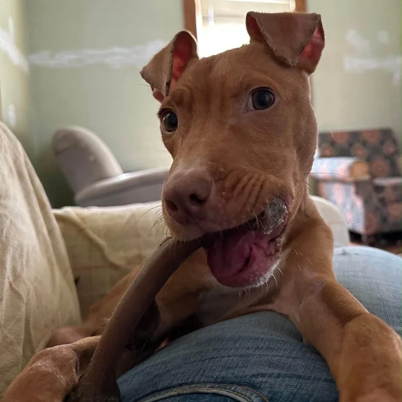 A baby large-sized male Pit Bull Terrier dog named Ellis for adoption in Rochester, NY
