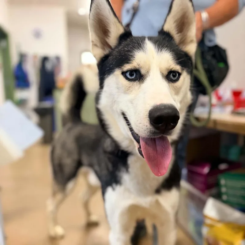 A young large-sized male Black Siberian Husky dog named David for adoption in Phoenixville, PA