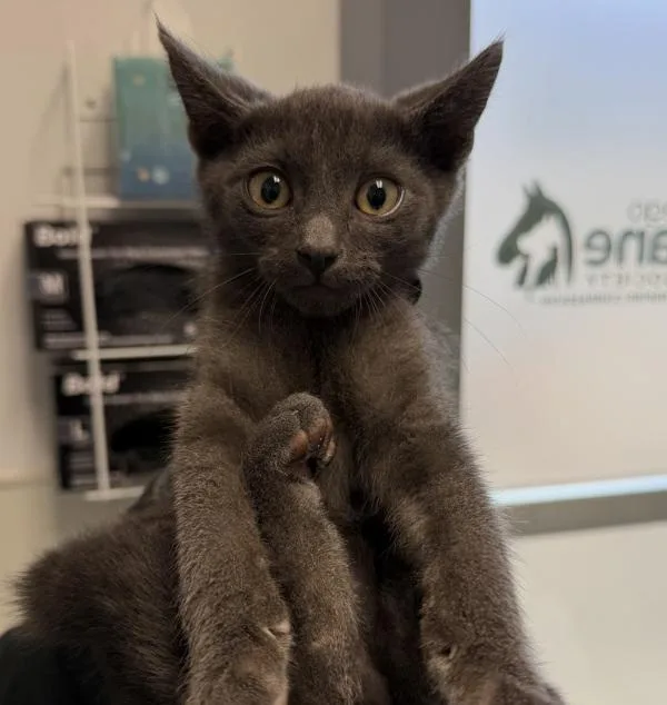 A baby small-sized male Domestic Short Hair cat named Luke for adoption in San Diego, CA