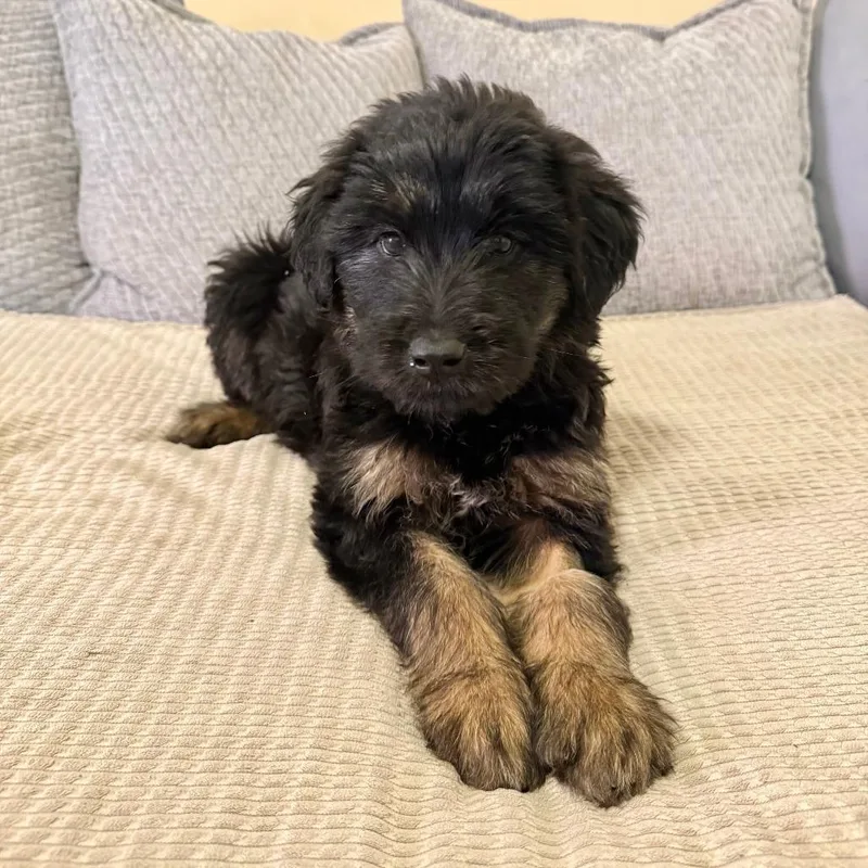 A baby small-sized female Black German Shepherd Dog dog named Paloma for adoption in Agoura Hills, CA