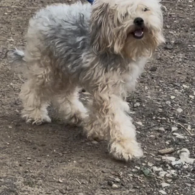 An adult small-sized male Yellow / Tan / Blond / Fawn Mixed Breed dog named Wave for adoption in Philadelphia, PA