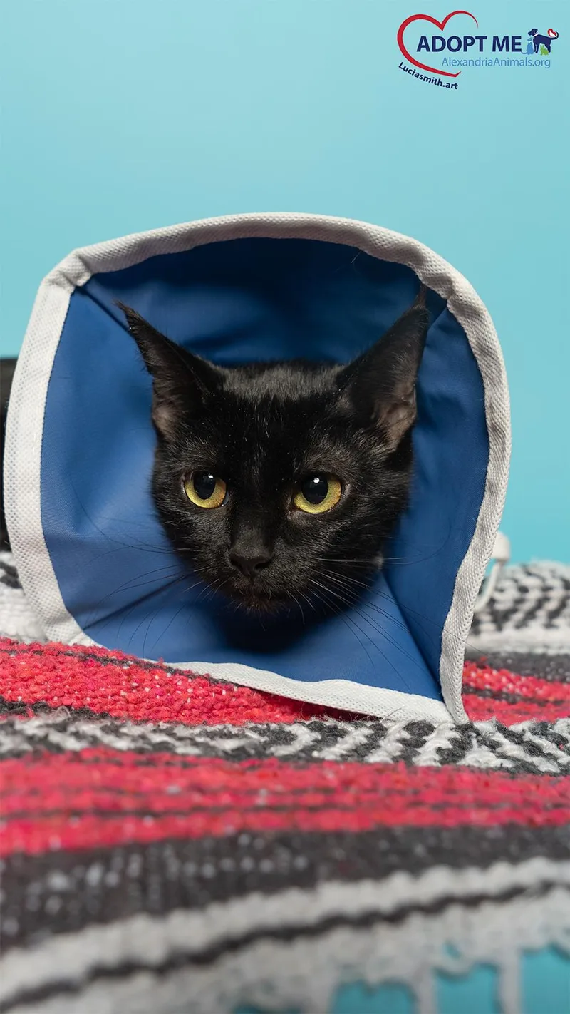 An adult small-sized female Black Domestic Short Hair cat named Omi for adoption in Alexandria, VA