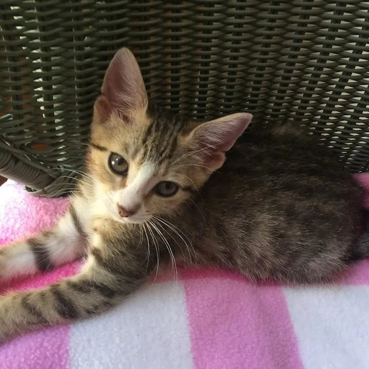 A baby medium-sized female Tabby (Brown / Chocolate) Domestic Short Hair cat named Finn Willow for adoption in Buffalo, NY