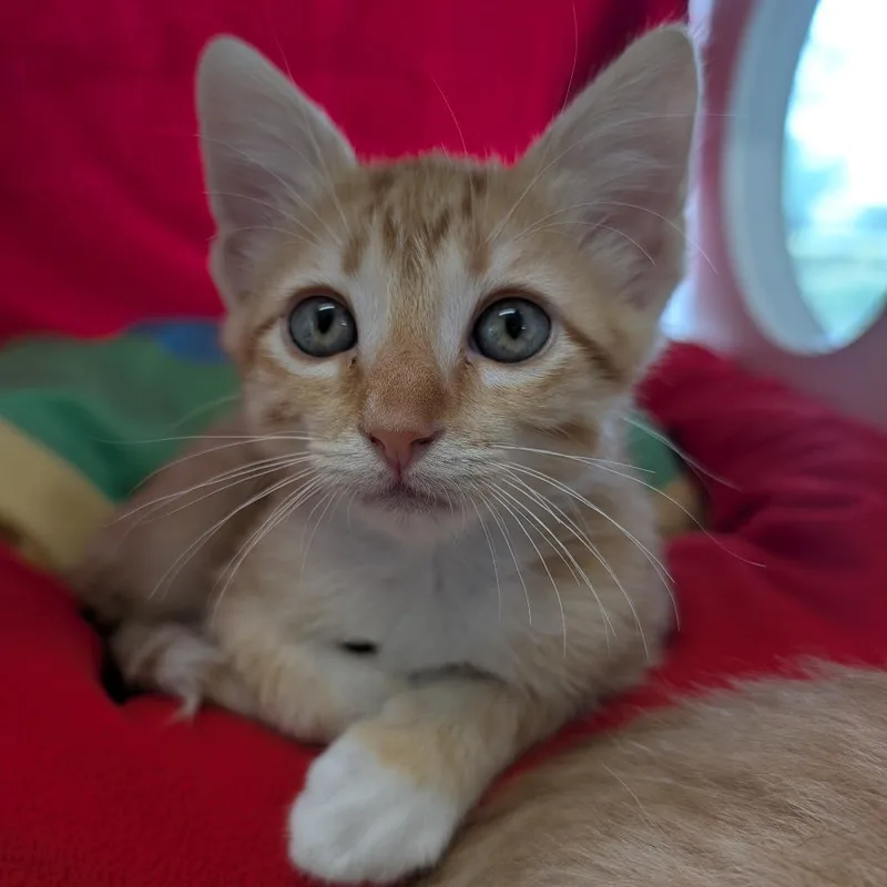 A baby small-sized male Orange / Red Domestic Short Hair cat named Tangerine for adoption in League City, TX
