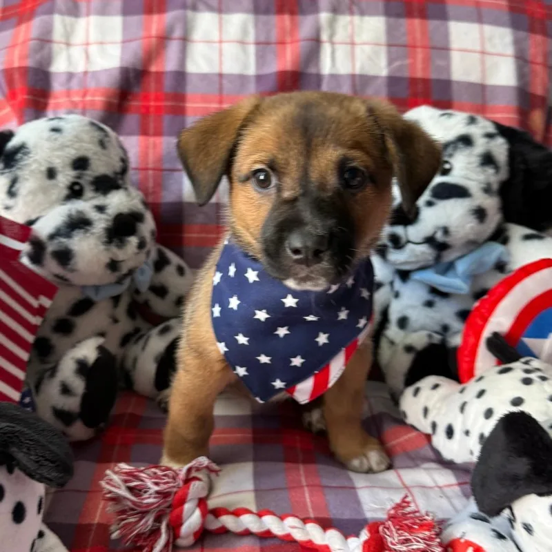 A baby medium-sized female Brown / Chocolate Shepherd dog named Lava for adoption in Normal, IL
