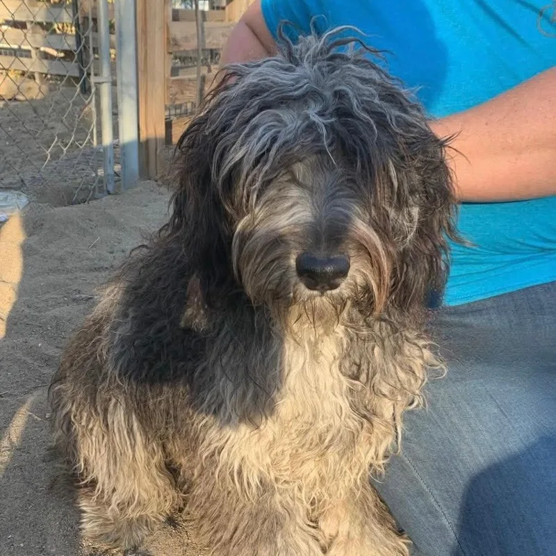 An adult medium-sized male Gray / Blue / Silver Australian Shepherd dog named Bruno for adoption in TONASKET, WA