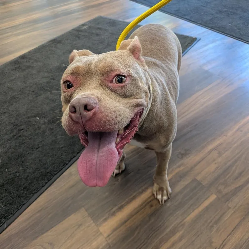 An adult medium-sized female Brown / Chocolate Mixed Breed dog named Piglet for adoption in Jeffersonville, IN