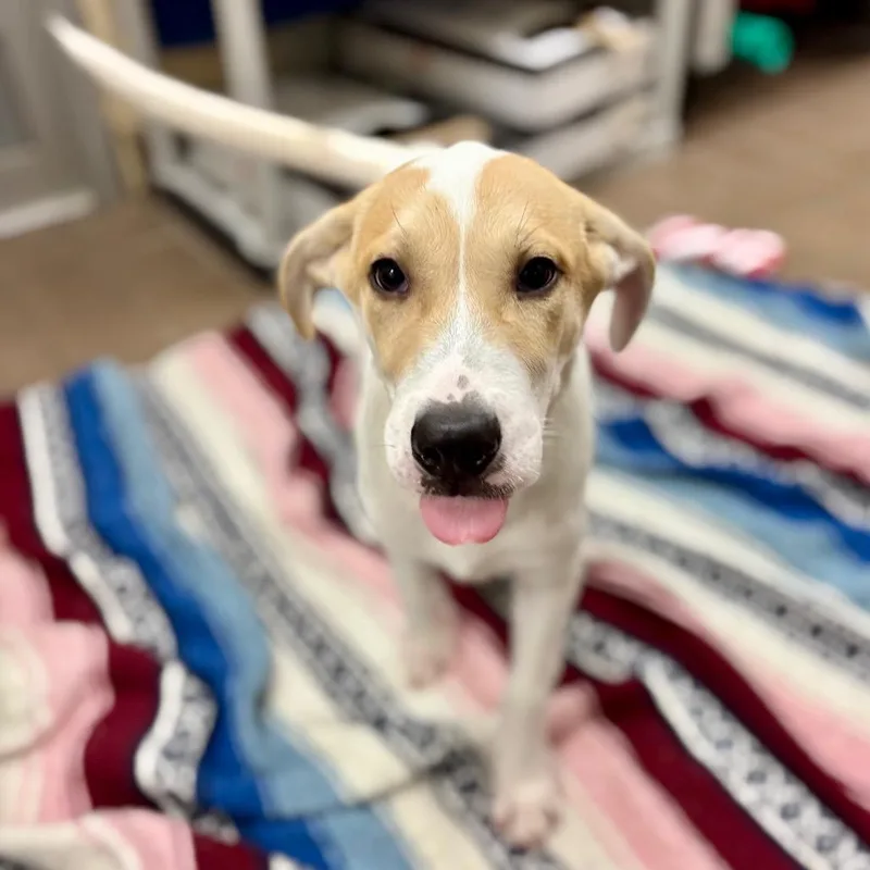 A baby medium-sized male Great Pyrenees dog named Mowgli for adoption in Westhampton, NY
