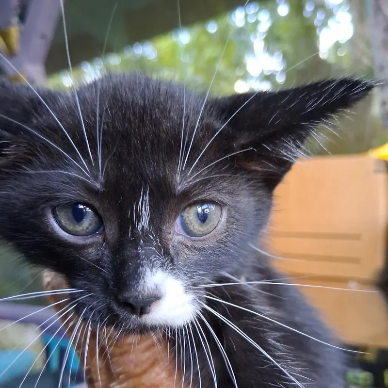 A baby small-sized female Black Domestic Short Hair cat named Vivian AFAHStray for adoption in Volcano, HI