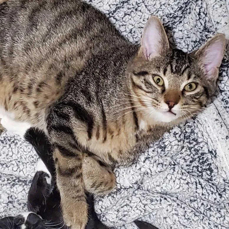 A baby medium-sized male Tabby (Brown / Chocolate) Domestic Short Hair cat named Connor McGregor for adoption in Columbia, MO
