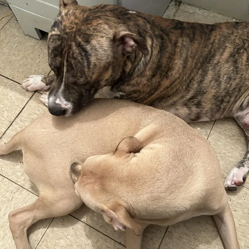 A young large-sized female Yellow / Tan / Blond / Fawn Pit Bull Terrier dog named Juice for adoption in Philadelphia, PA
