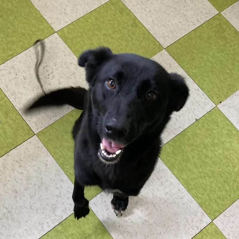 An adult medium-sized female Black Mixed Breed dog named Nala for adoption in Volcano, HI