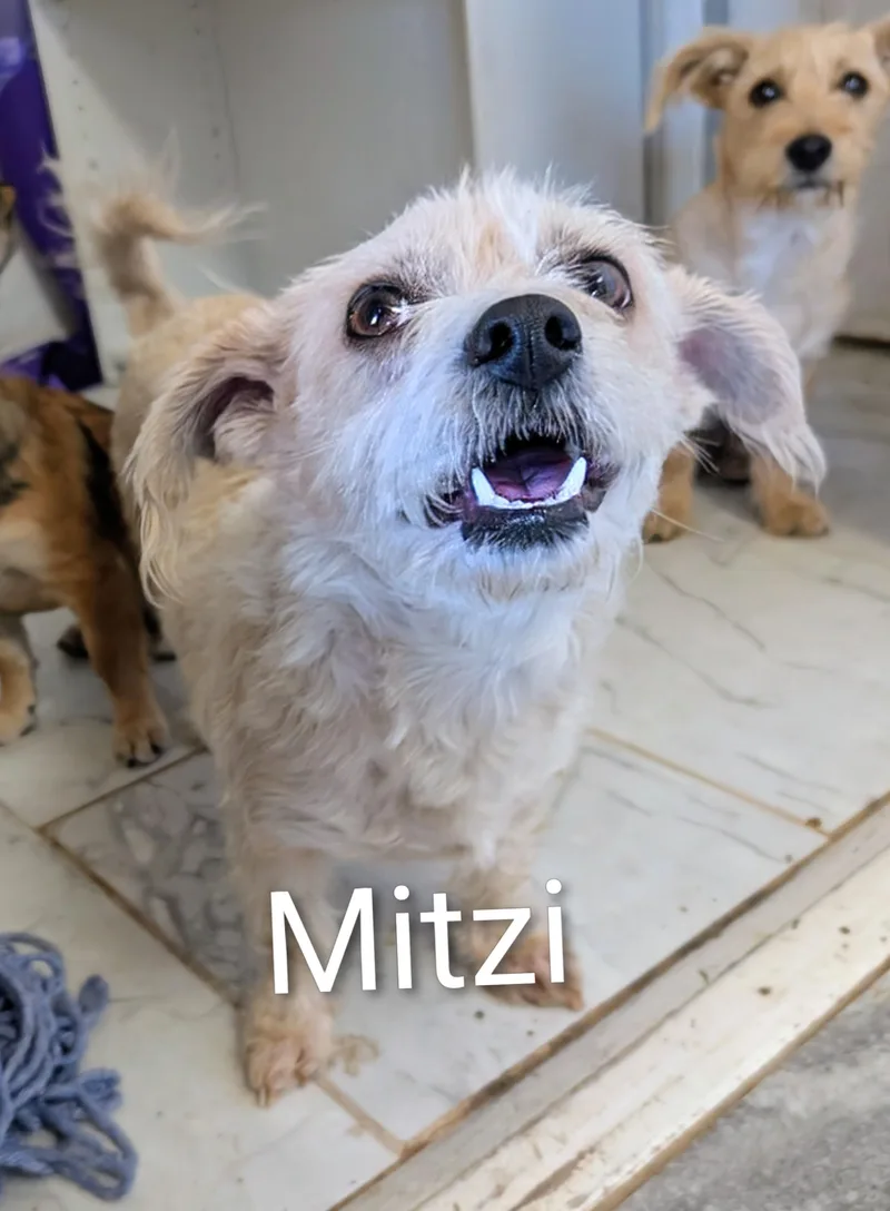 Mitzi thumbnail 3