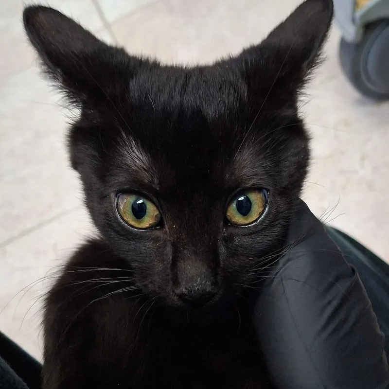 A baby small-sized female Black Domestic Short Hair cat named Wren for adoption in Lakeland, FL
