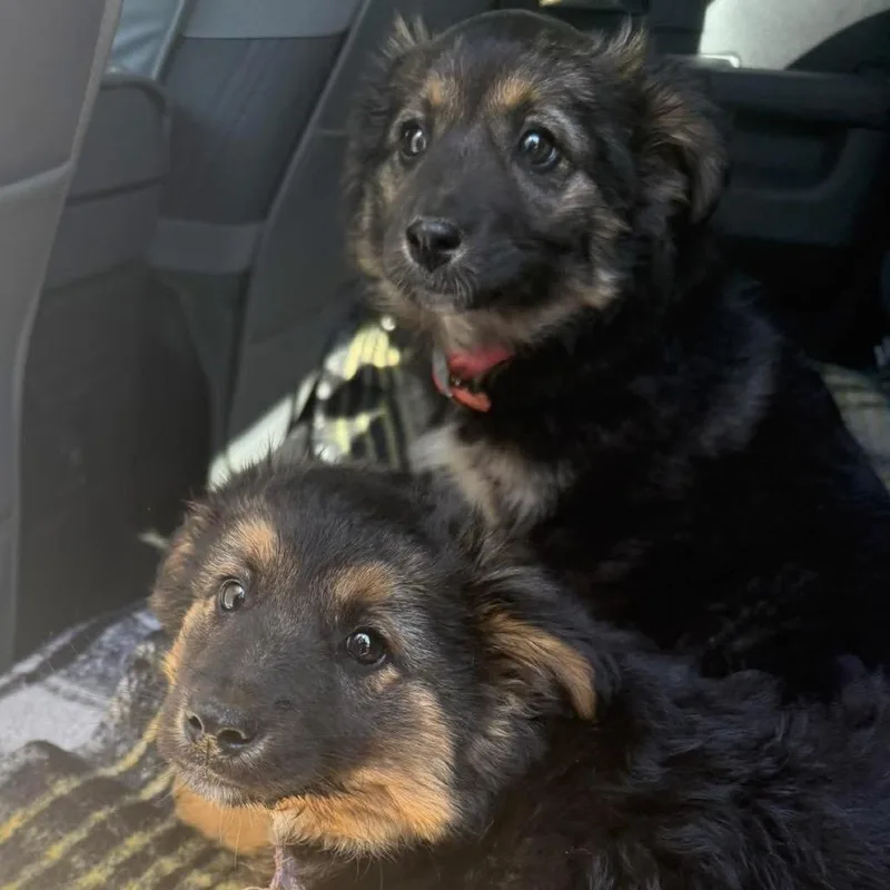 A baby medium-sized male Black Border Collie dog named Ernie for adoption in West Chester, PA