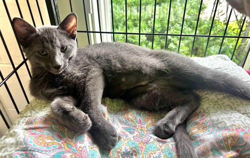 A young large-sized female Domestic Medium Hair cat named Lavender for adoption in North Kingstown, RI