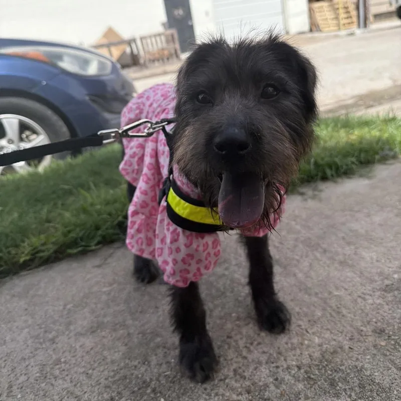 A young small-sized female Brown / Chocolate Schnauzer dog named Chalupa for adoption in Houston, TX