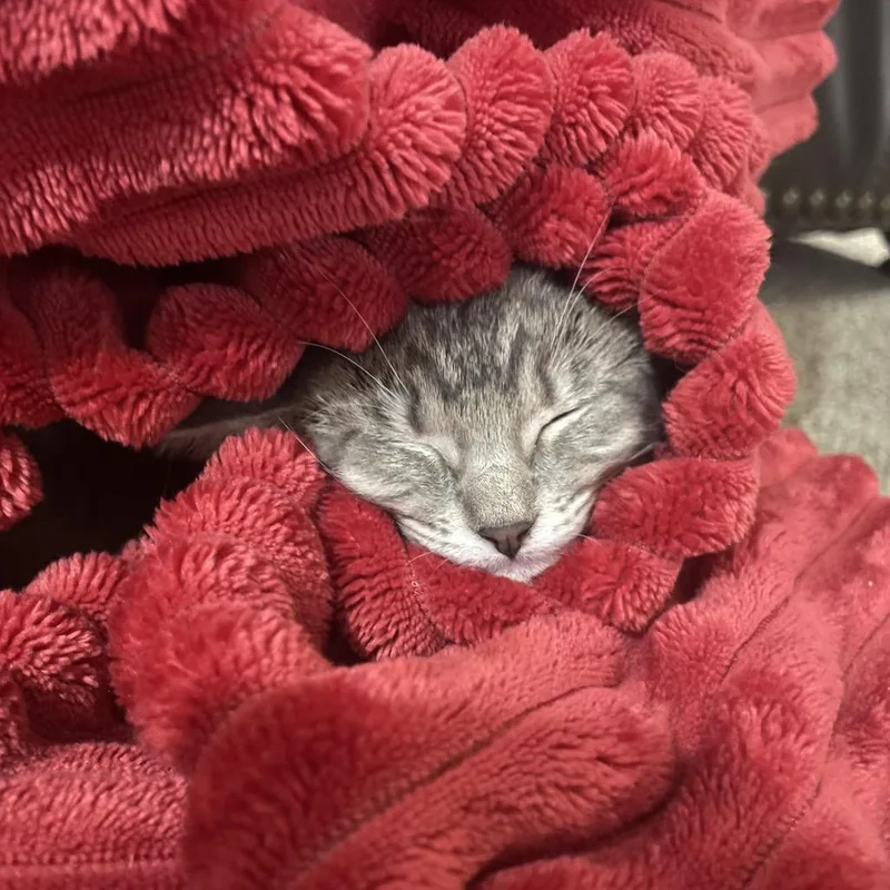 A baby small-sized female Gray / Blue / Silver Domestic Medium Hair cat named Tinkerbell Zig for adoption in Mondovi, WI