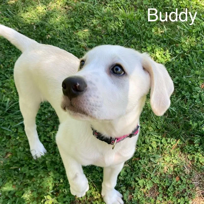 A baby medium-sized male White / Cream Labrador Retriever dog named Buddy for adoption in Albany, NY
