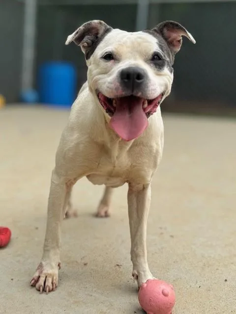 An adult large-sized female Pit Bull Terrier dog named Petra for adoption in Charlotte, NC