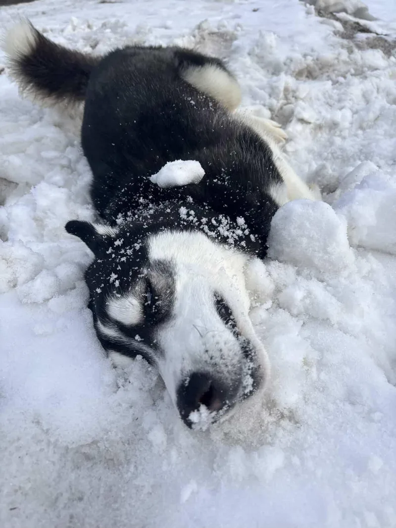 Kringles thumbnail 3