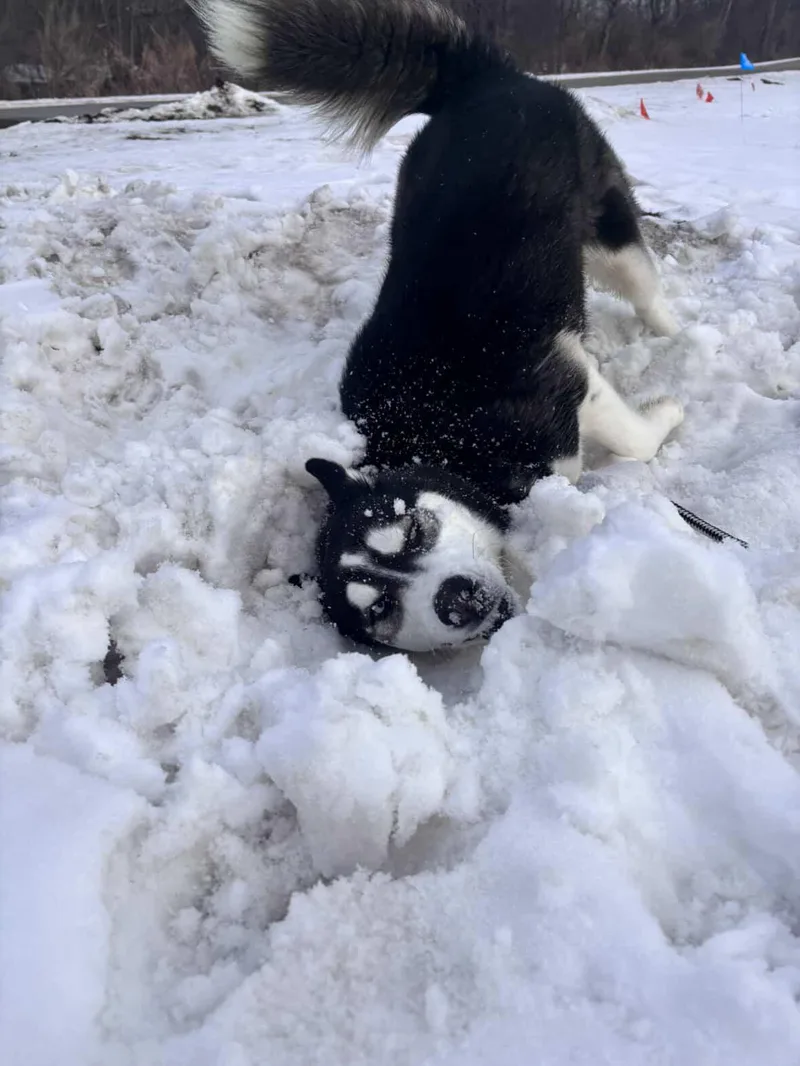 Kringles thumbnail 5