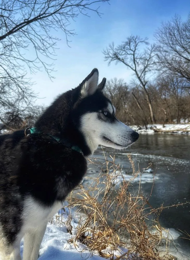 Kringles thumbnail 6