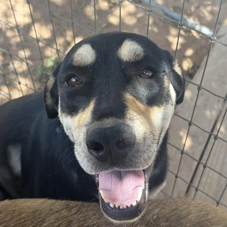 An adult large-sized male Shepherd dog named Colt for adoption in Paradise, TX