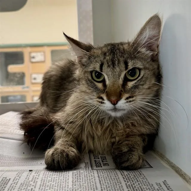 An adult small-sized male Domestic Short Hair cat named Tigre for adoption in Riverside, CA