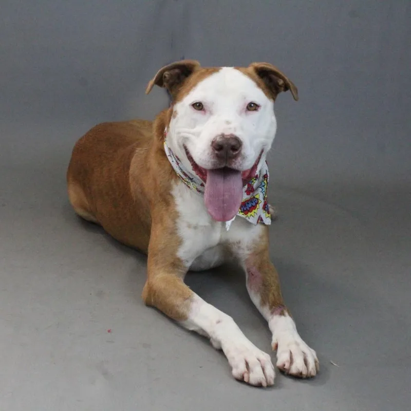 An adult medium-sized male Yellow / Tan / Blond / Fawn Pit Bull Terrier dog named Harlow for adoption in Farmersville, OH