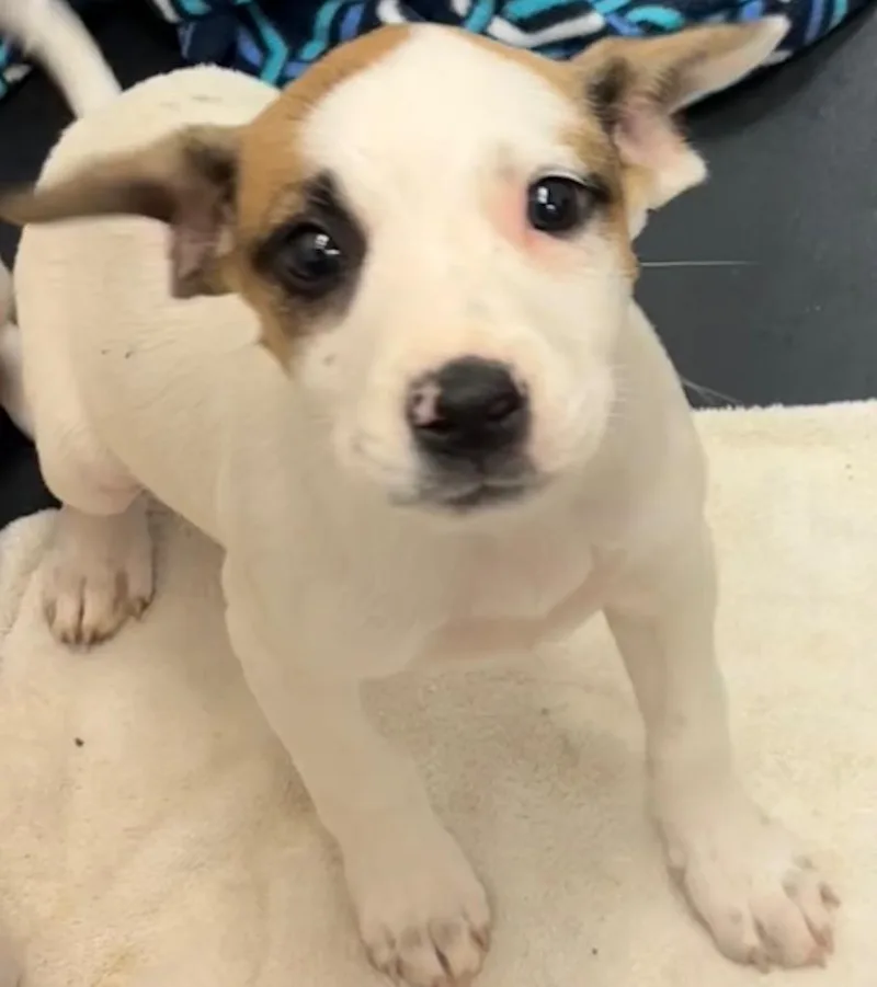 A baby medium-sized female Beagle dog named Sally for adoption in Elizabethton, TN