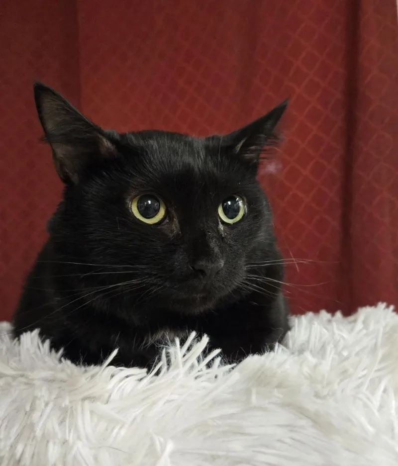 An adult small-sized male Domestic Short Hair cat named Rakki for adoption in Ballwin, MO