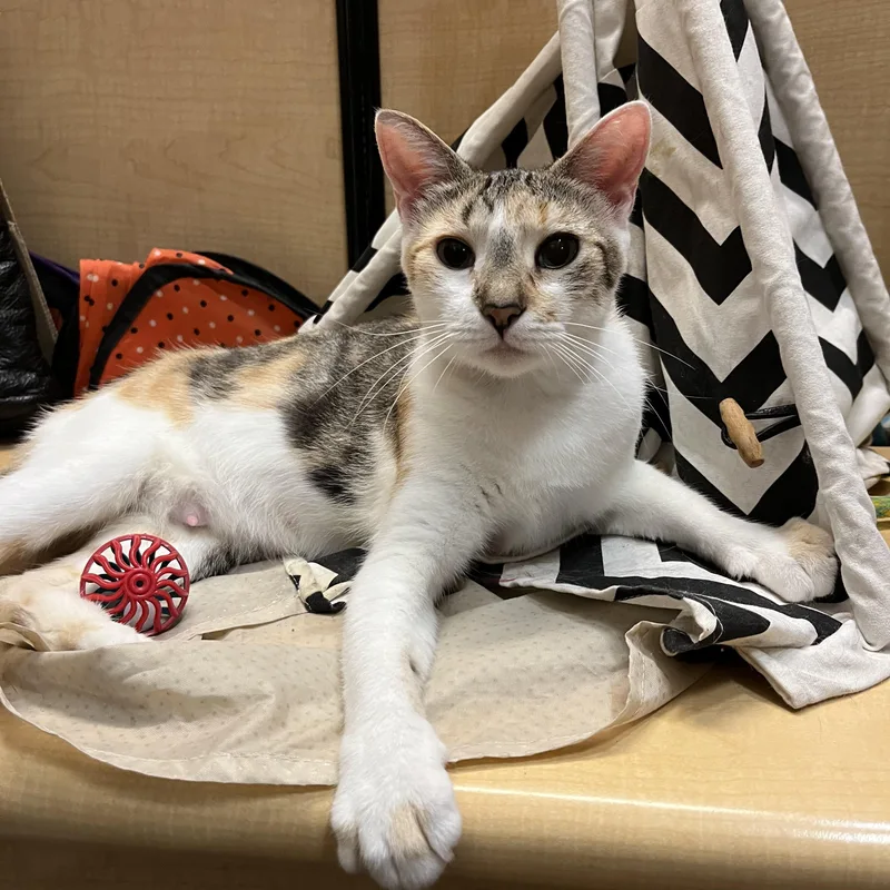 An adult medium-sized female Calico Domestic Short Hair cat named Minu for adoption in Tustin, CA