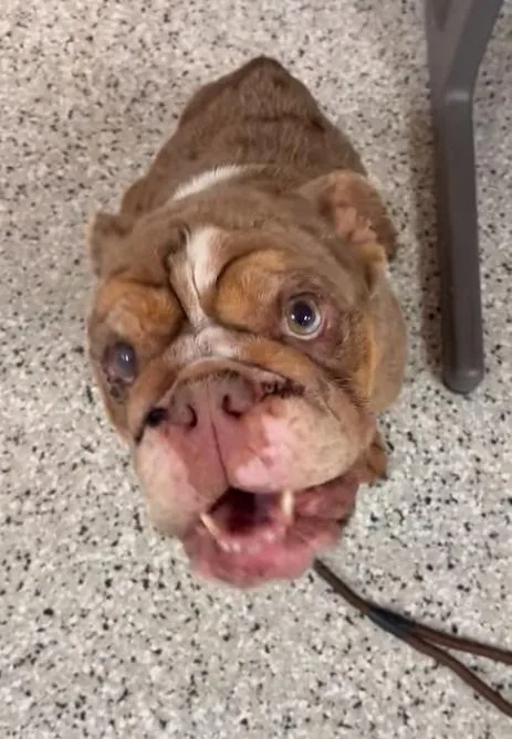 An adult medium-sized female English Bulldog dog named Bernice for adoption in Plymouth, MN