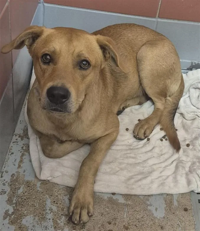 A young large-sized male Labrador Retriever dog named Stanley for adoption in Houston, TX