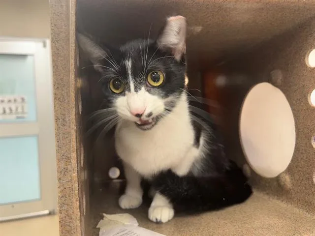 An adult large-sized female Domestic Short Hair cat named Monrow for adoption in Grand Prairie, TX