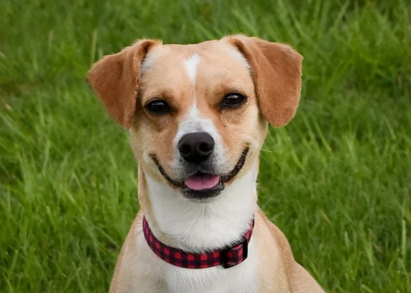 An adult medium-sized male Yellow / Tan / Blond / Fawn Hound dog named Tucker for adoption in Jefferson, IA