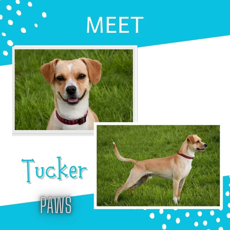 Tucker thumbnail 2
