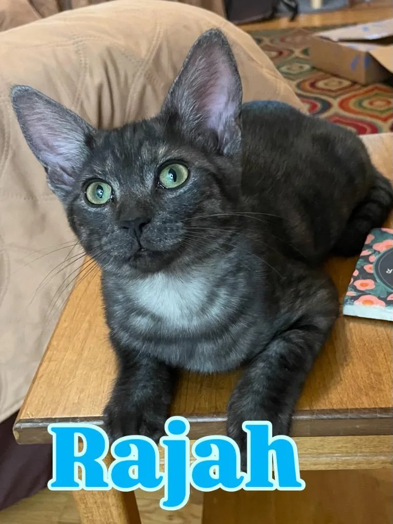 A baby medium-sized male Domestic Short Hair cat named Rajah for adoption in Fort Oglethorpe, GA