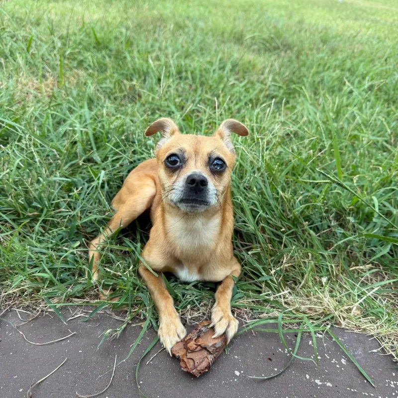 An adult small-sized female Apricot / Beige Chihuahua dog named Tulip for adoption in Aledo, TX