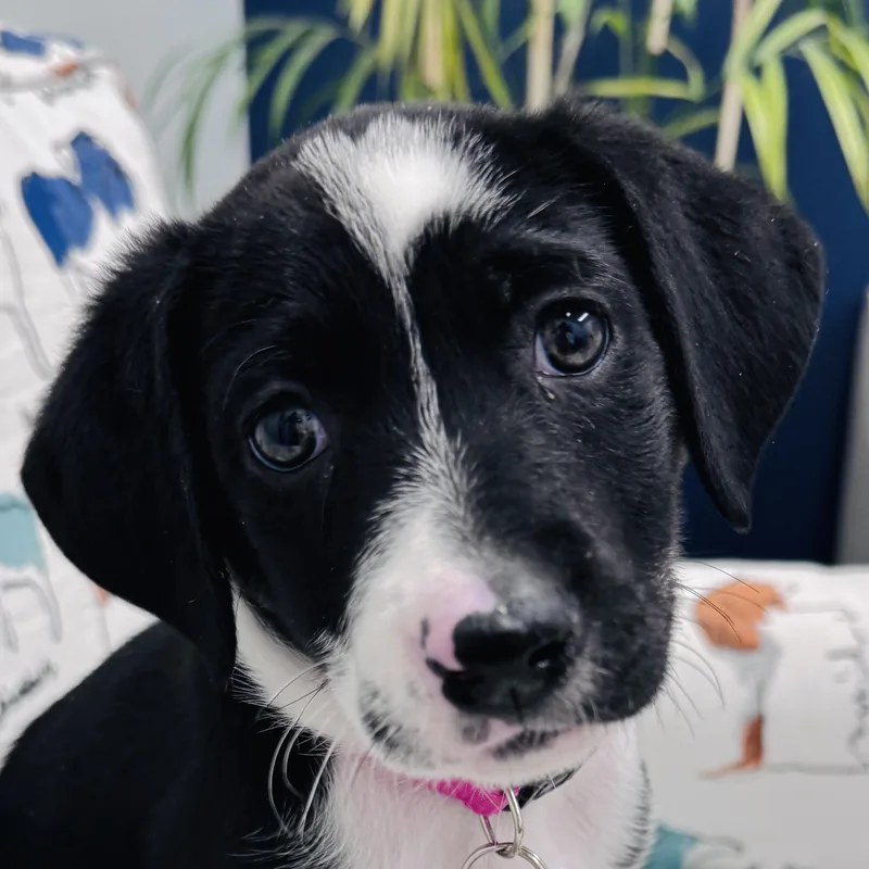 A baby medium-sized female Terrier dog named Mariam for adoption in Palatine, IL