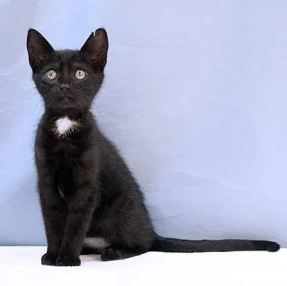 A baby medium-sized female Black Domestic Short Hair cat named Simone for adoption in Maynardville, TN