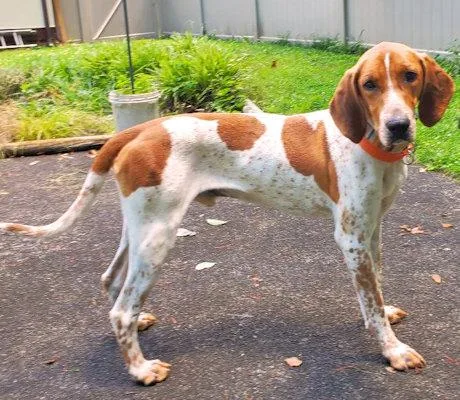 A young large-sized male English Coonhound dog named Jake for adoption in Leawood, KS