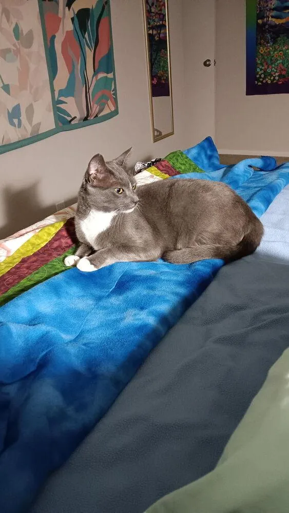 A senior medium-sized male Gray & White Domestic Short Hair cat named Zola for adoption in Eugene, OR