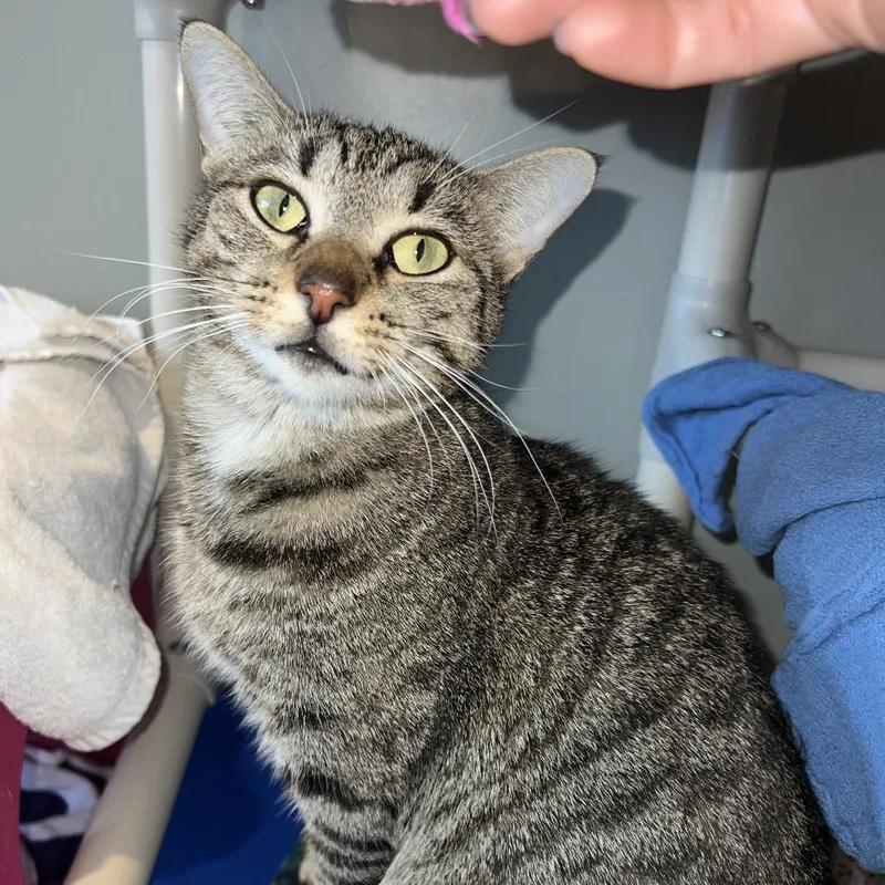An adult medium-sized female Brown / Chocolate Domestic Short Hair cat named Sounds From Pandora for adoption in Austin, TX