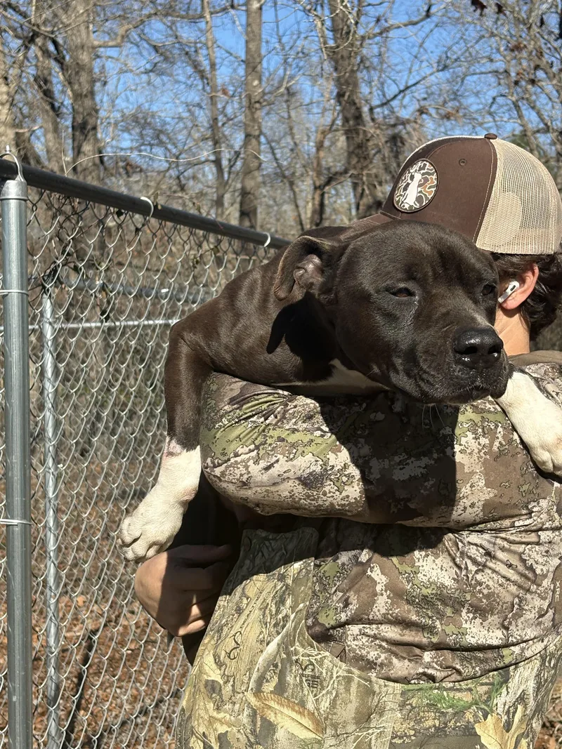 Little Rugby thumbnail 4